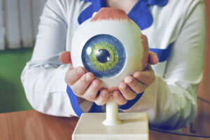 Researcher holding eye model in two hands